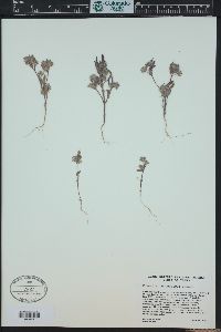 Phacelia inconspicua image