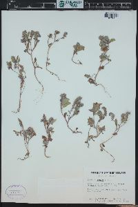 Phacelia humilis image