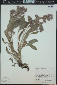 Phacelia hastata image