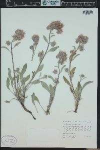 Phacelia hastata image