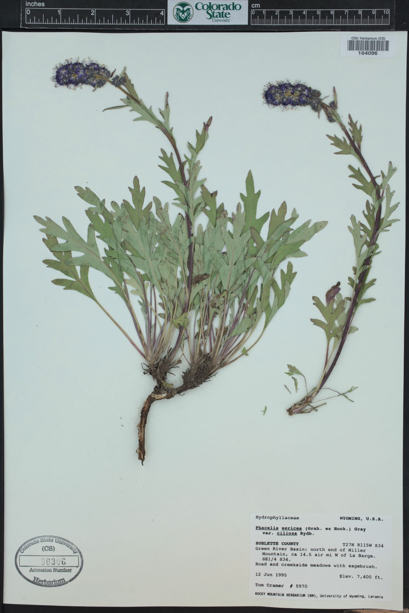 Phacelia sericea subsp. ciliosa image