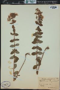 Hypericum tetrapterum image