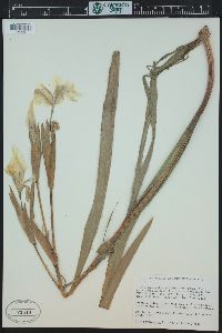 Iris pseudacorus image