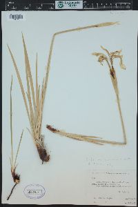 Iris missouriensis image