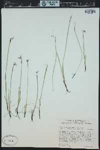 Sisyrinchium idahoense image