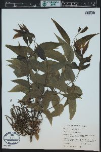 Juglans californica image