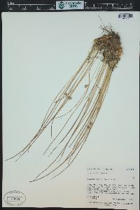 Juncus filiformis image