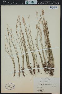 Juncus drummondii image