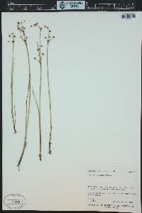 Juncus alpinoarticulatus image