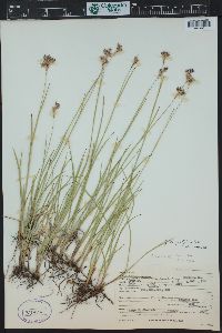 Juncus longistylis image