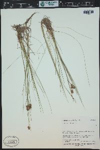 Juncus nodosus image