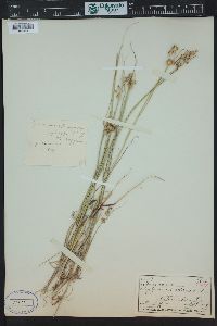 Juncus nodosus image