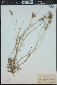 Juncus nodosus image