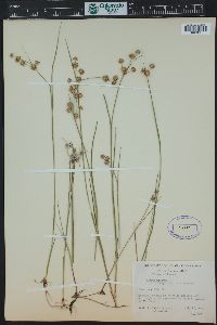 Juncus nodosus image