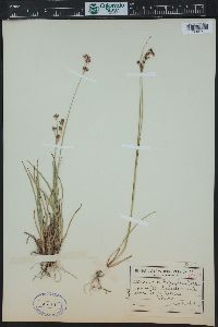 Juncus orthophyllus image