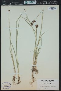 Juncus ensifolius var. montanus image