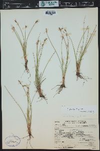 Juncus parryi image