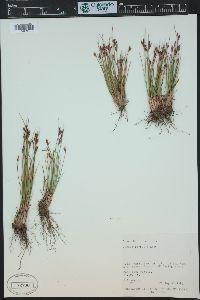 Juncus parryi image