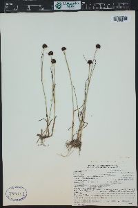 Juncus mertensianus image