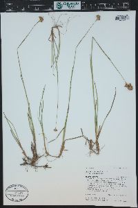 Juncus longistylis image