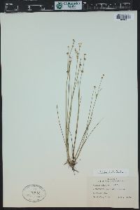 Juncus alpinoarticulatus image