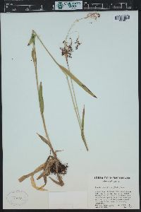 Luzula parviflora image