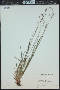 Luzula parviflora image