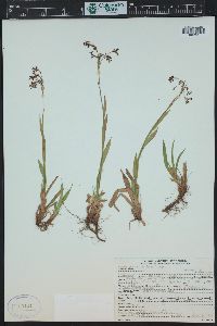 Luzula parviflora image