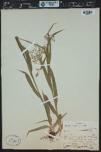 Luzula parviflora image