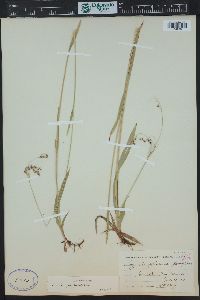 Luzula parviflora image