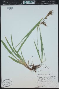 Luzula parviflora image