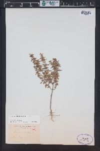 Hedeoma pulegioides image