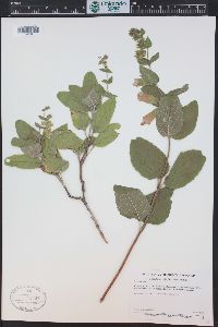 Lepechinia calycina image