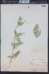 Dracocephalum parviflorum image