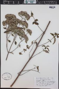 Pycnanthemum albescens image