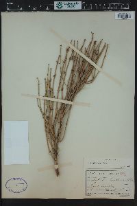 Ephedra viridis image