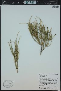 Ephedra viridis image