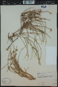 Ephedra viridis image