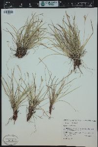 Carex rossii image