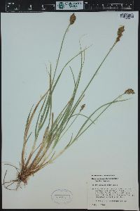 Carex phaeocephala image