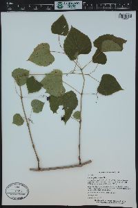 Ampelopsis cordata image