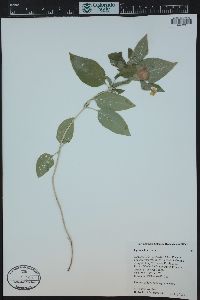Image Associated With the Occurence