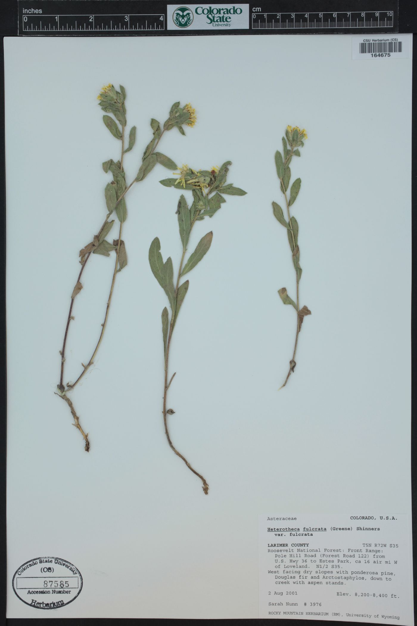 Heterotheca villosa var. foliosa image