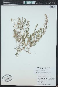 Euphorbia prostrata image