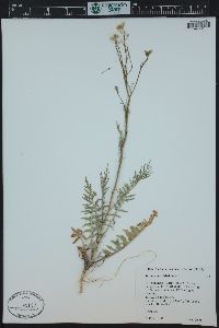 Sisymbrium altissimum image