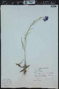 Centaurea cyanus image