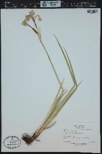 Iris missouriensis image