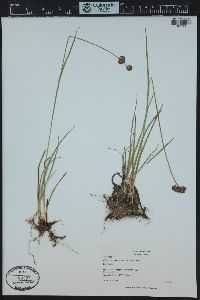 Juncus ensifolius var. montanus image