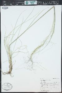 Hesperostipa comata image