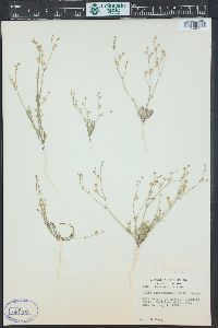 Gilia subacaulis image